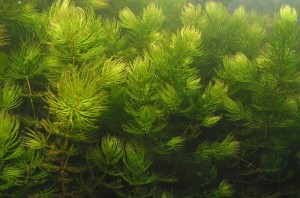 Ceratophyllum-Demersum-2