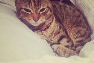 Narla needs a home – does your home need her?