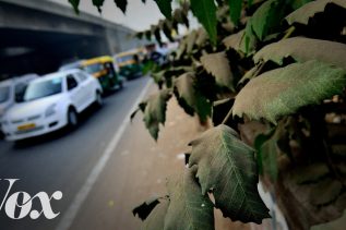 Why Cities Should Plant More Trees –  video