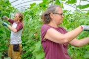 Image for 'Engage welcomes Kindling Farm founders to headline second Food seminar'